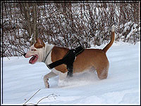 Кредо Феста Золтан