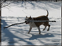 Кредо Феста Золтан 6 month