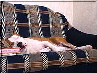 Золтан - ученик :)))